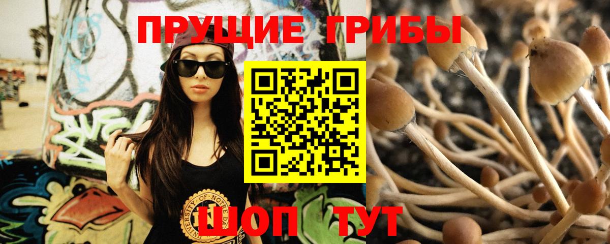 Псилоцибиновые грибы GOLDEN TEACHER Кольчугино